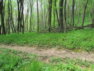 Зруб з panoramio.com