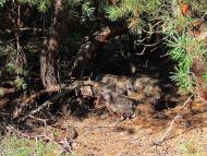 Твердомедове з panoramio.com