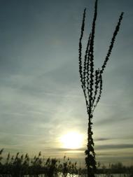 Березань з panoramio.com