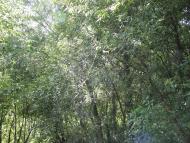 Остапенки з panoramio.com