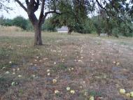 Полова з panoramio.com