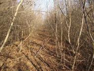 Весняне з panoramio.com