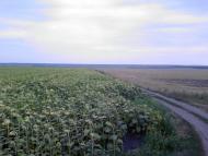 Мілова Балка з panoramio.com