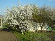 Розбишівка - Останні фото