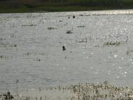 Пороскотень з panoramio.com