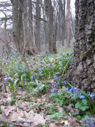 Рибальське з panoramio.com