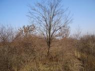 Весняне з panoramio.com