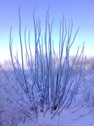 Петрівське з panoramio.com