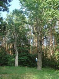 Кодра з panoramio.com