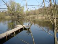 Берізка з panoramio.com