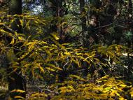 Твердомедове з panoramio.com