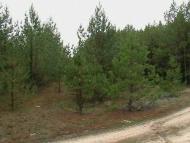 Косачівка з panoramio.com