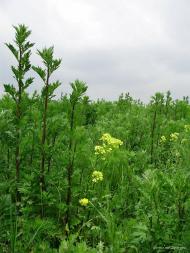 П'ятидні з panoramio.com