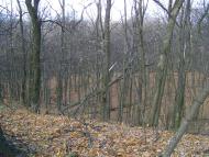 Будище з panoramio.com