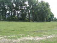 Товстоліс з panoramio.com