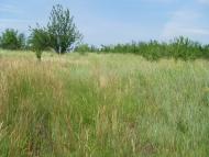 Кузнецове з panoramio.com