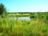 Топільне з panoramio.com