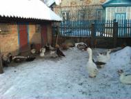 Саї з panoramio.com