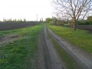 Шишкине з panoramio.com