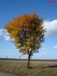 Незвір з panoramio.com