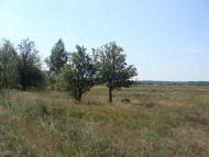 Калинівка - Останні фото