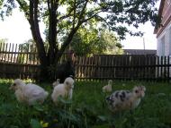 Логи з panoramio.com