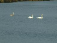 Березань з panoramio.com