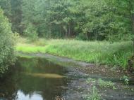 Кодра з panoramio.com