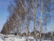 Коваленки з panoramio.com