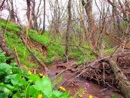 Шимшинівка з panoramio.com