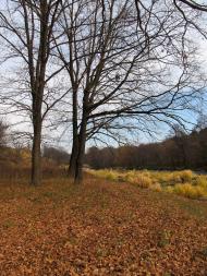 Понінка з panoramio.com