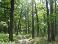 Кодра з panoramio.com