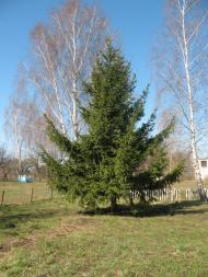 Добрятин з panoramio.com