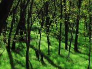 Твердомедове з panoramio.com