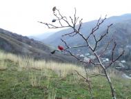 Ворон з panoramio.com