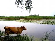 Сабадаш з panoramio.com