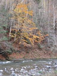 Чорноголова з panoramio.com