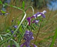 Білоцерківка з panoramio.com