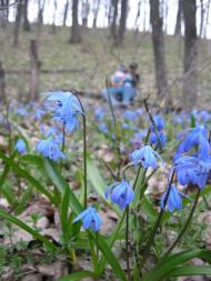 Рибальське з panoramio.com