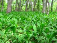 Зруб з panoramio.com