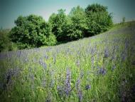 Остапенки з panoramio.com