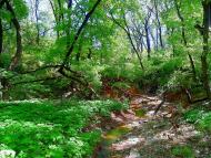 Велика Мартинівка з panoramio.com