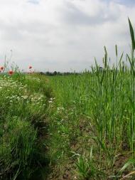 П'ятидні з panoramio.com