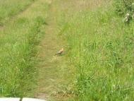 Чувилине з panoramio.com