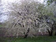 Коваленки з panoramio.com