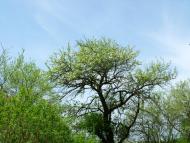 Саварка з panoramio.com