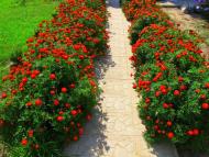 Яблунівка з panoramio.com