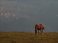 Пашківці з panoramio.com