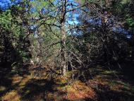 Твердомедове з panoramio.com