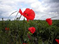 Лідихів з panoramio.com